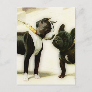 BOSTON TERRIER&FRANSK BULLDOG VYKORT