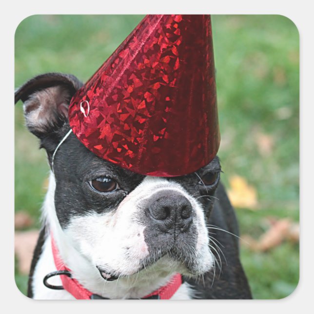 Boston Terrier Fyrkantigt Klistermärke (Framsida)