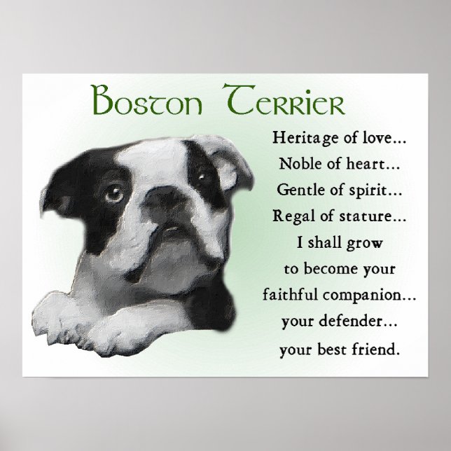 Boston Terrier Gifts Poster (Framsidan)