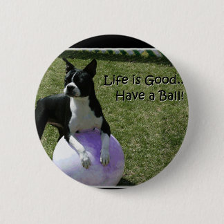 Boston Terrier:  Ha en boll! Knapp