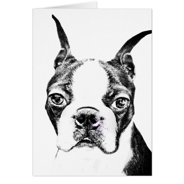 Boston Terrier Hälsningskort (Framsidan)