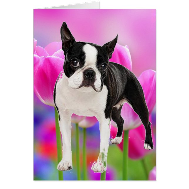 Boston Terrier Hälsningskort (Framsidan)
