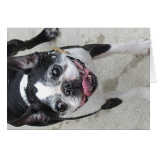 Boston Terrier Hälsningskort
