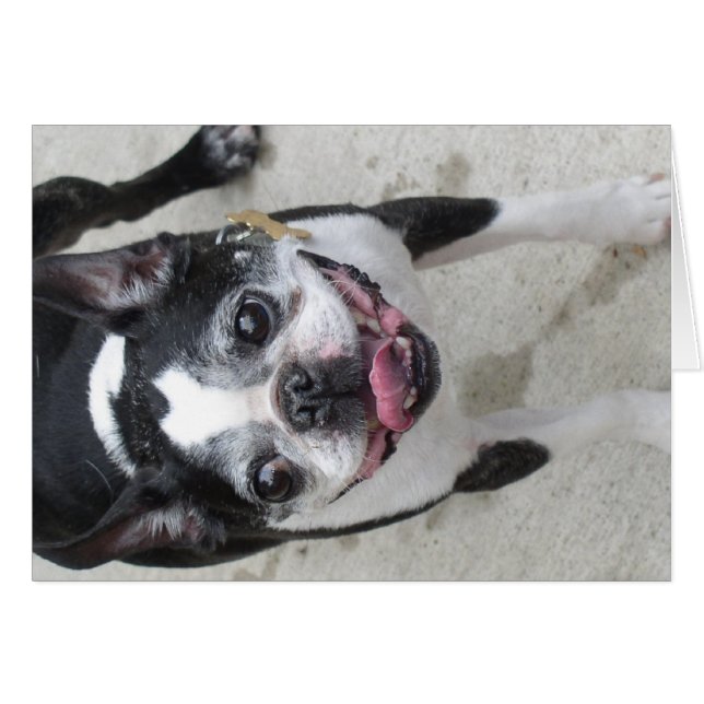 Boston Terrier Hälsningskort (Framsidan Horizontal)