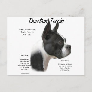 Boston Terrier-historikdesign Vykort