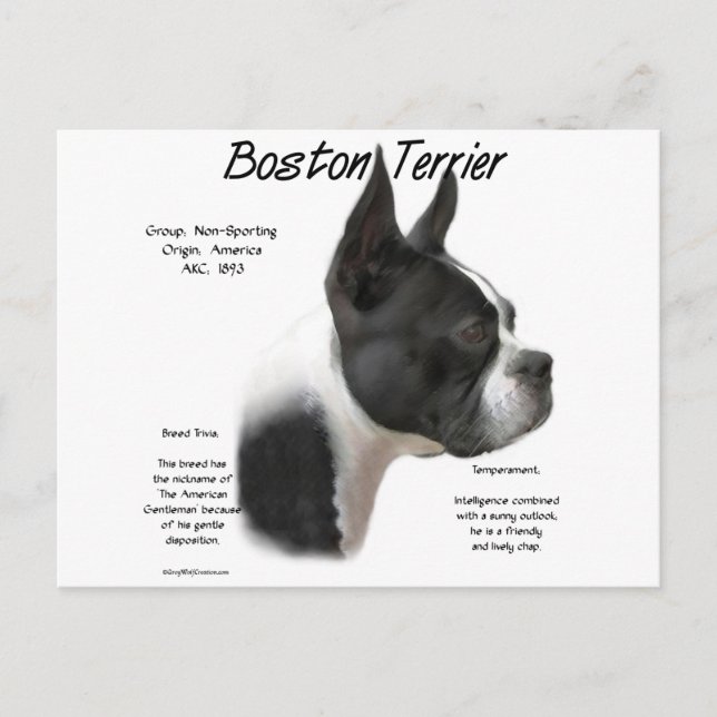 Boston Terrier-historikdesign Vykort (Framsida)