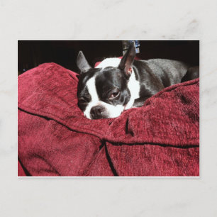 Boston Terrier Holly Vykort