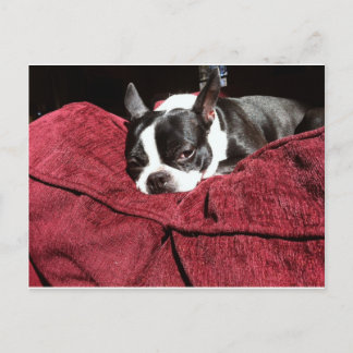 Boston Terrier Holly Vykort
