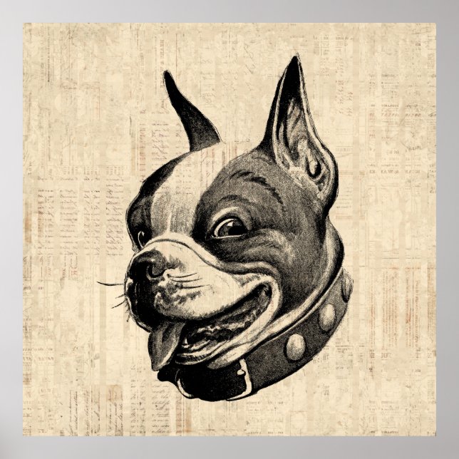 Boston Terrier Hund Cute Pet Hund Antique Art Poster (Framsidan)