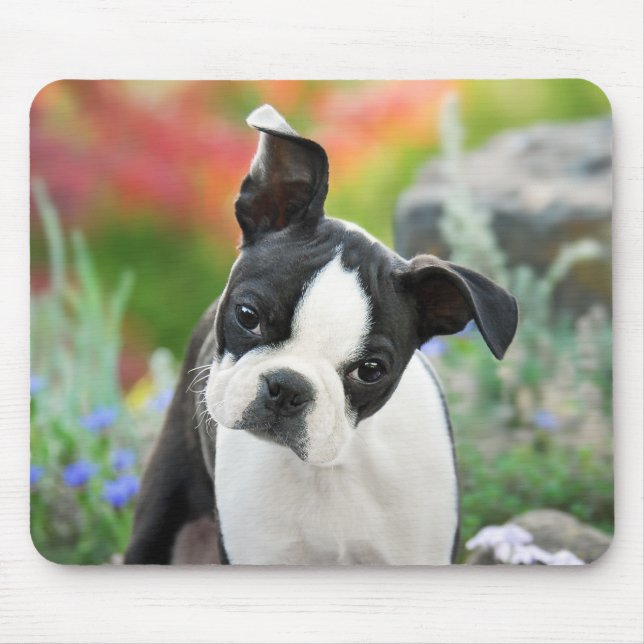 Boston Terrier Hund Cute Puppy Animal Head Foto Musmatta (Framsidan)