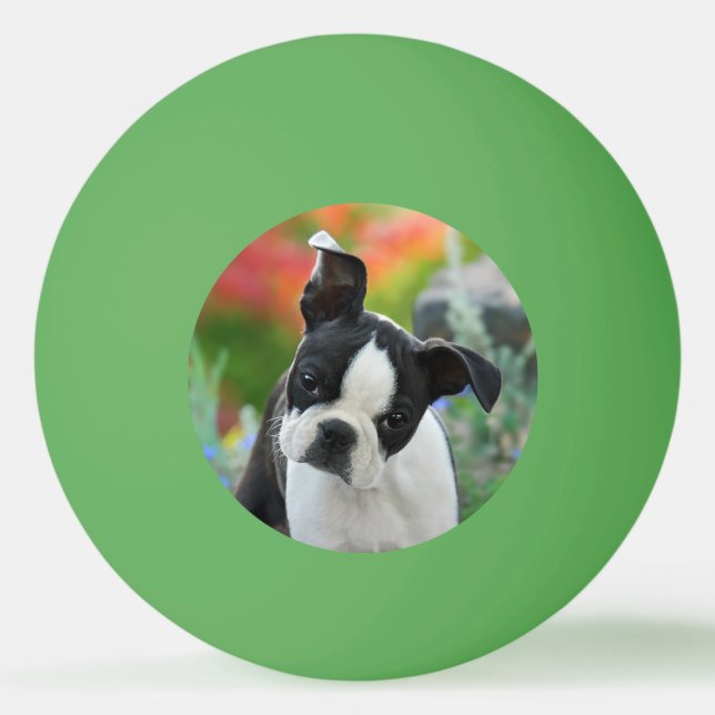 Boston Terrier Hund Cute Puppy Animal Head Foto Pingisboll (Framsidan)