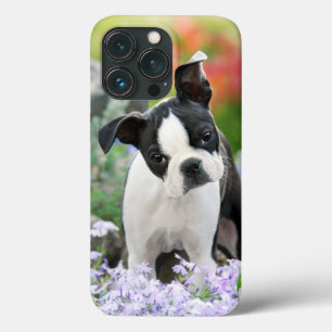 Boston Terrier Hund Cute Puppy Animal Head Photo -