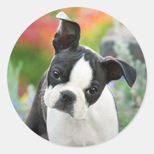 Boston Terrier Hund Cute Puppy Animal Head Photo Runt Klistermärke