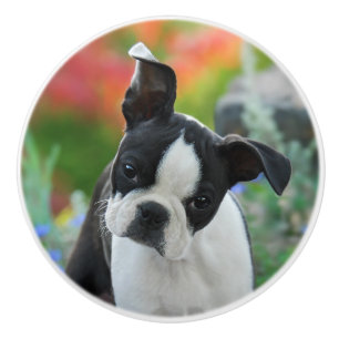 Boston Terrier Hund Cute Puppy Porträtt, Decorativ Knopp