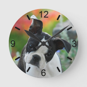 Boston Terrier Hund Cute Puppy Porträtt fjärrpla Rund Klocka