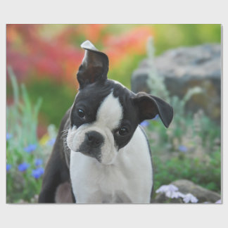 Boston Terrier Hund Cute Puppy Porträtt, Gift Presentpapper