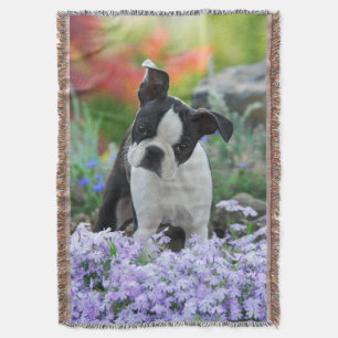 Boston Terrier Hund Cute Puppy Porträtt Photo Filt