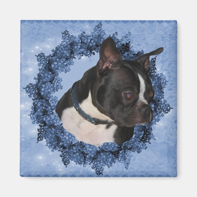 Boston Terrier Hund Magnet (Framsidan)