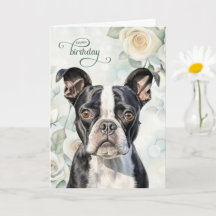 Boston Terrier Hund med Vita Rosor Födelsedag