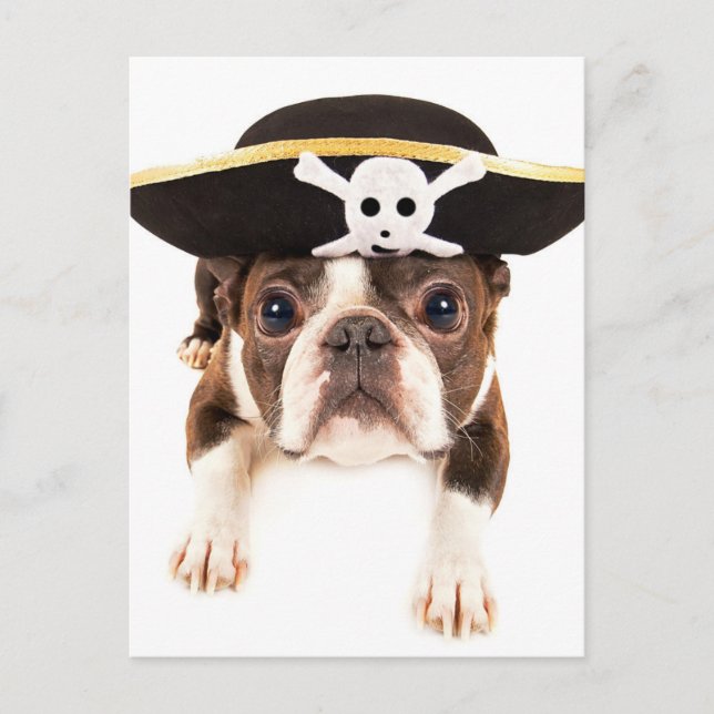 Boston Terrier Hund, nedtryckt som Pirat Vykort (Framsida)