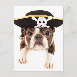 Boston Terrier Hund, nedtryckt som Pirat Vykort
