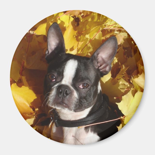Boston Terrier Hund, omringad av Höst löv Magne Magnet (Framsidan)
