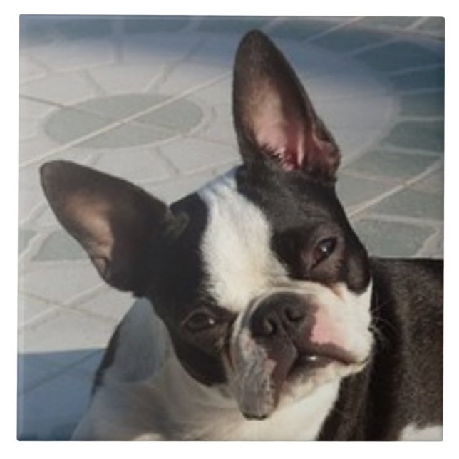 BOSTON TERRIER HUND, Pet Kärlek, Best Friend Kakelplatta (Framsidan)