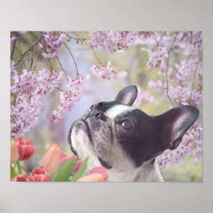 Boston Terrier hund poster