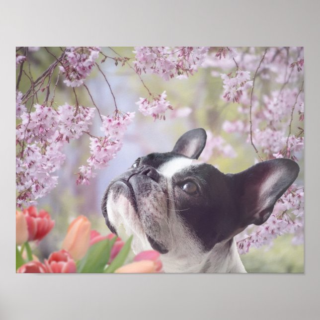 Boston Terrier hund poster (Framsidan)