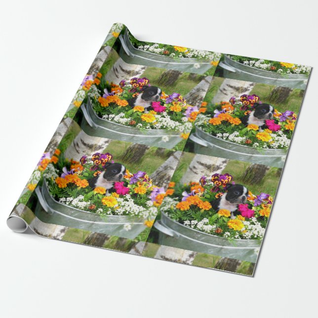 Boston Terrier hund Presentpapper (Utrullad)