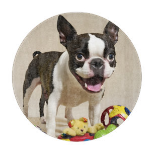 Boston Terrier Hund spelar med Leksak
