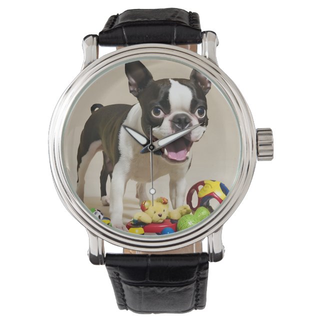 Boston Terrier Hund spelar med Leksak Armbandsur (Framsida)