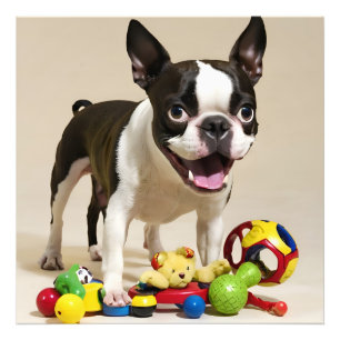 Boston Terrier Hund spelar med Leksak Fototryck