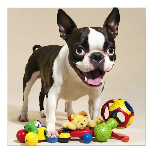 Boston Terrier Hund spelar med Leksak Fototryck (Framsidan)