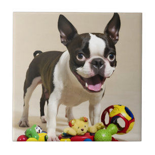 Boston Terrier Hund spelar med Leksak Kakelplatta