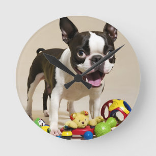 Boston Terrier Hund spelar med Leksak Rund Klocka