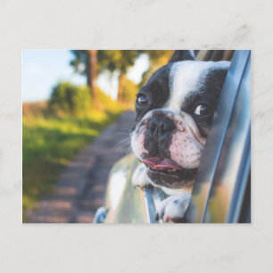 Boston Terrier Hund Sticking Head out Car Window Helg Vykort