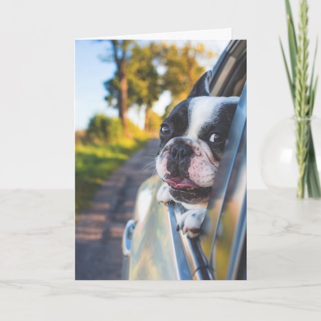 Boston Terrier Hund Sticking Head out Car Window Kort (Framsida)