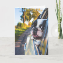 Boston Terrier Hund Sticking Head out Car Window