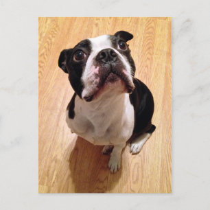Boston Terrier Hund Vykort