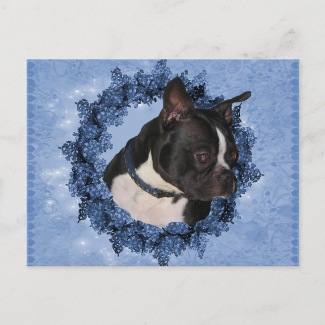 Boston Terrier Hund Vykort (Framsida)