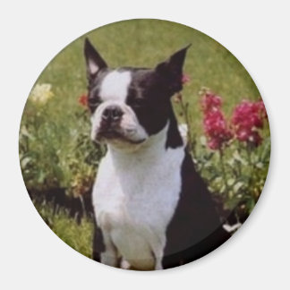 Boston Terrier i Garden Magnet