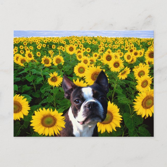 Boston Terrier i sollblommor vycard Vykort (Framsida)