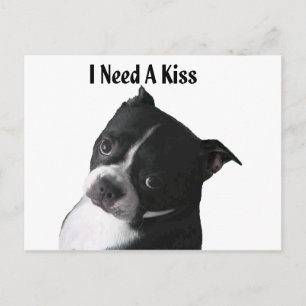 Boston Terrier: Jag behöver en kyss Vykort