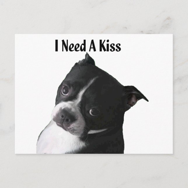 Boston Terrier:  Jag behöver en kyss Vykort (Framsida)