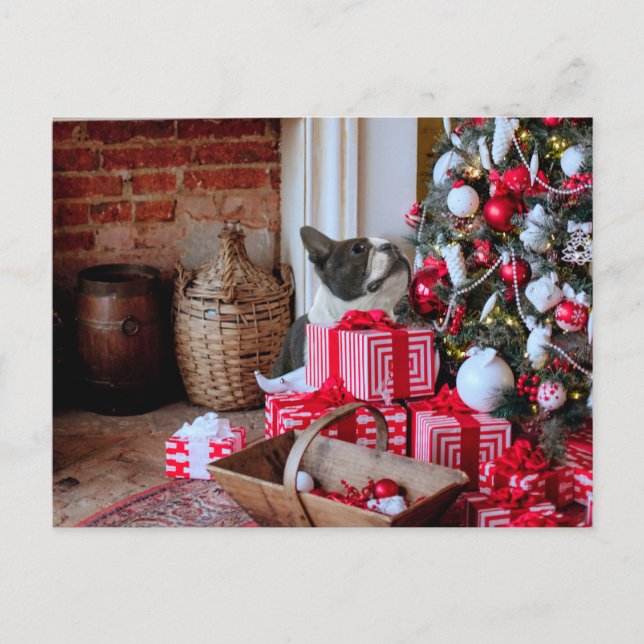 Boston Terrier jul Helg Vykort (Framsida)