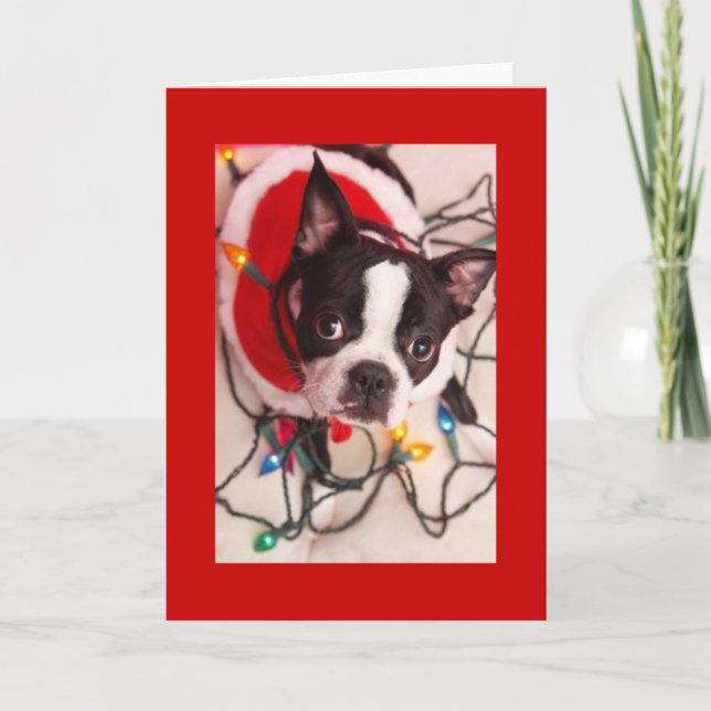 Boston Terrier jul Ljus Santa Hälsning bil Helgkort (Framsida)