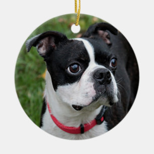 Boston terrier julgransprydnad keramik