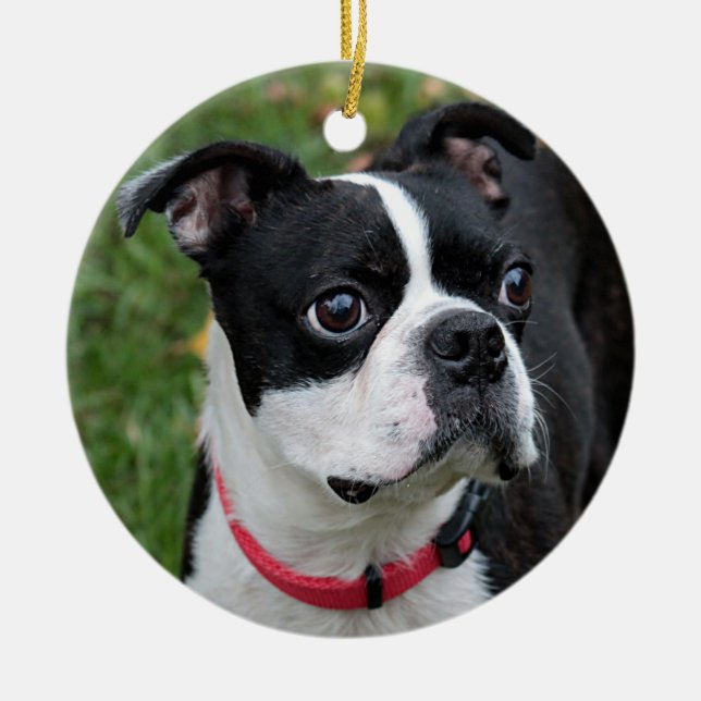 Boston terrier julgransprydnad keramik (Framsidan)