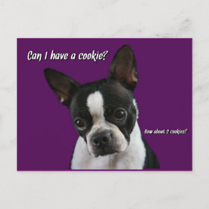 Boston Terrier: Kaka tack? Vykort